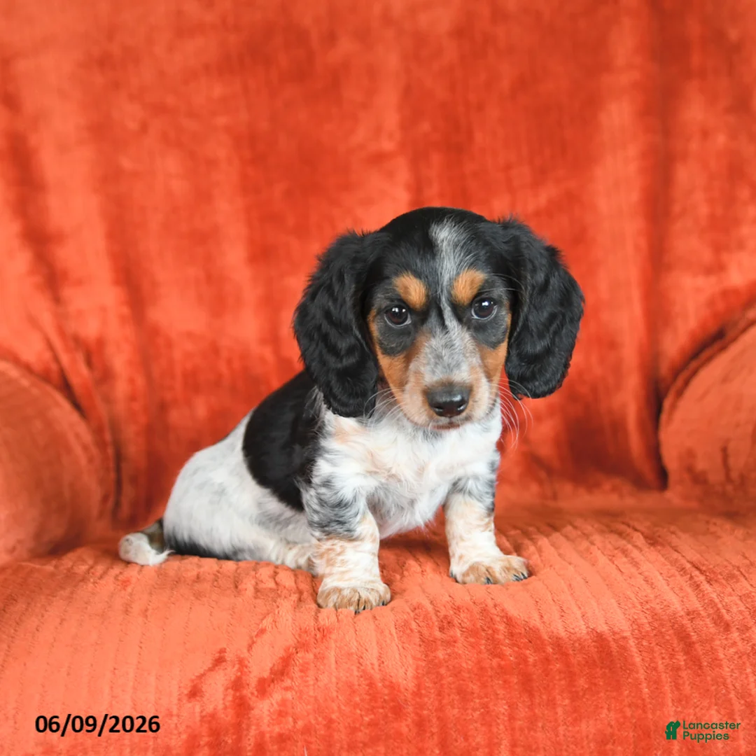 Miniature Dachshund dogs for sale: Ava  - Ad 2