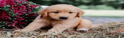 Golden Retriever dogs for sale: Amber AKC Golden Retriever - Ad 5