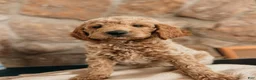 Goldendoodle dogs for sale: Thomas - Ad 8