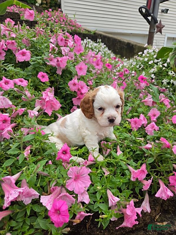 Cockapoo dogs Lilly - Ad 2