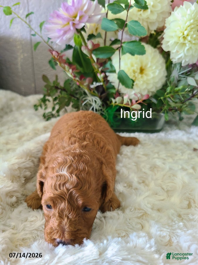 Mini Goldendoodle dogs Ingrid - Ad 1
