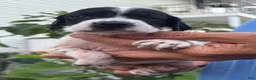 German Shorthaired Pointer dogs for sale: German Shorthaired Pointer Female 1 - Ad 4