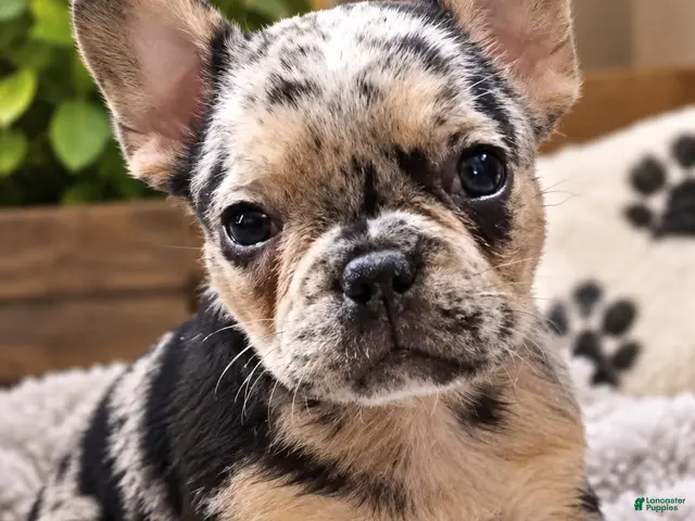 French Bulldog dogs for sale: Georgia– Tri Blue Merle - Ad 1