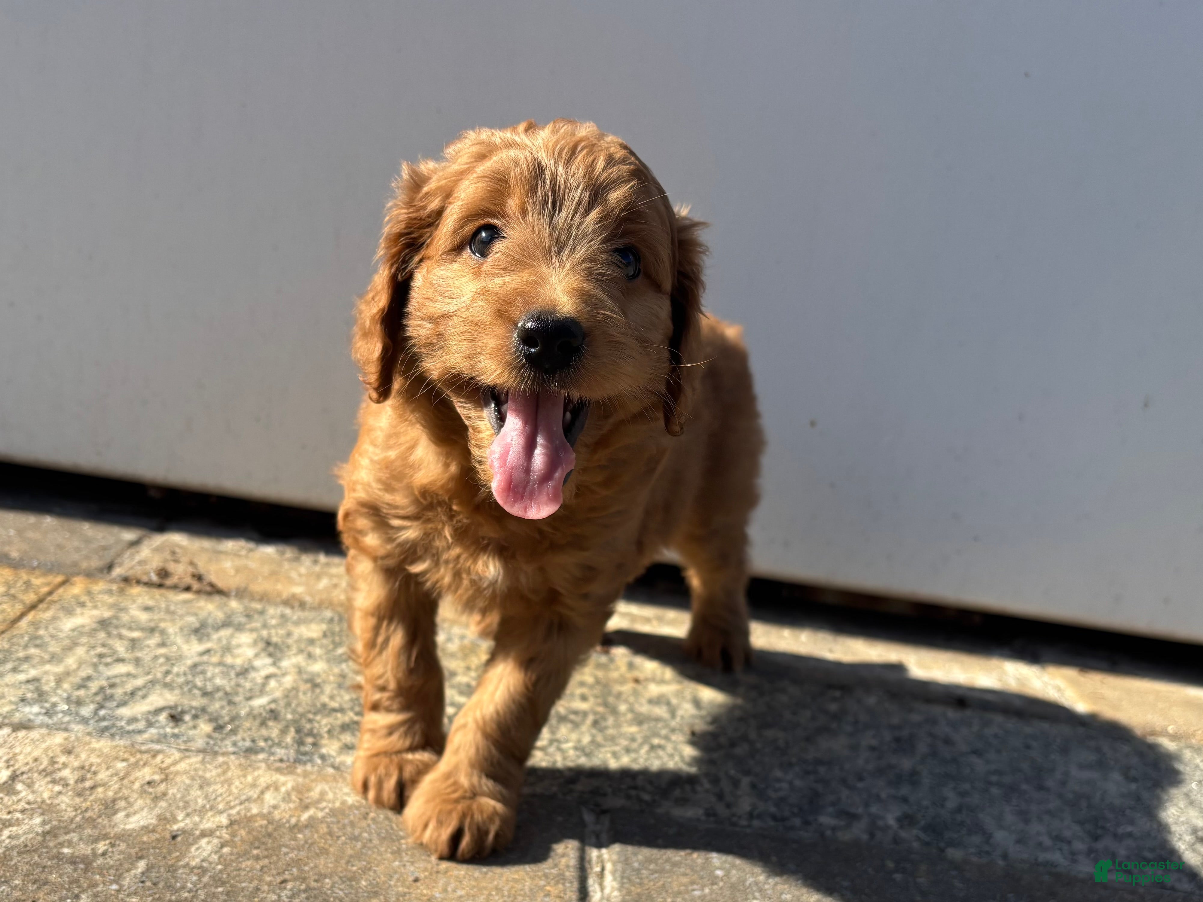 Mini Goldendoodle dogs for sale: Ruby  - Ad 3