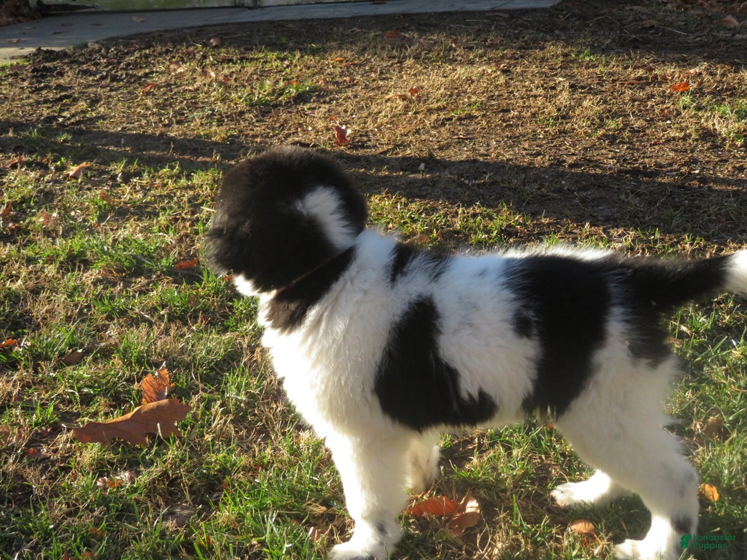 Newfoundland dogs for sale: Marcie - Ad 5