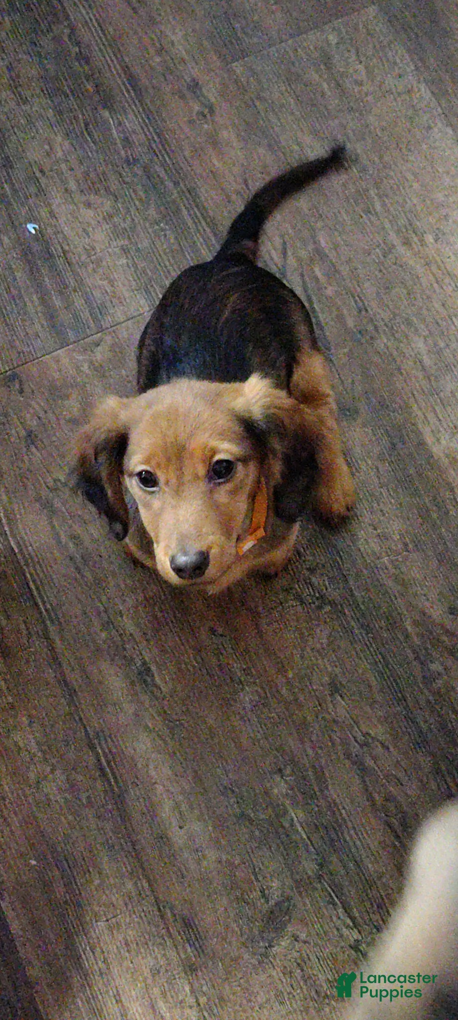 Miniature Dachshund dogs Miniature Dachshund Puppy 2 - Ad 19