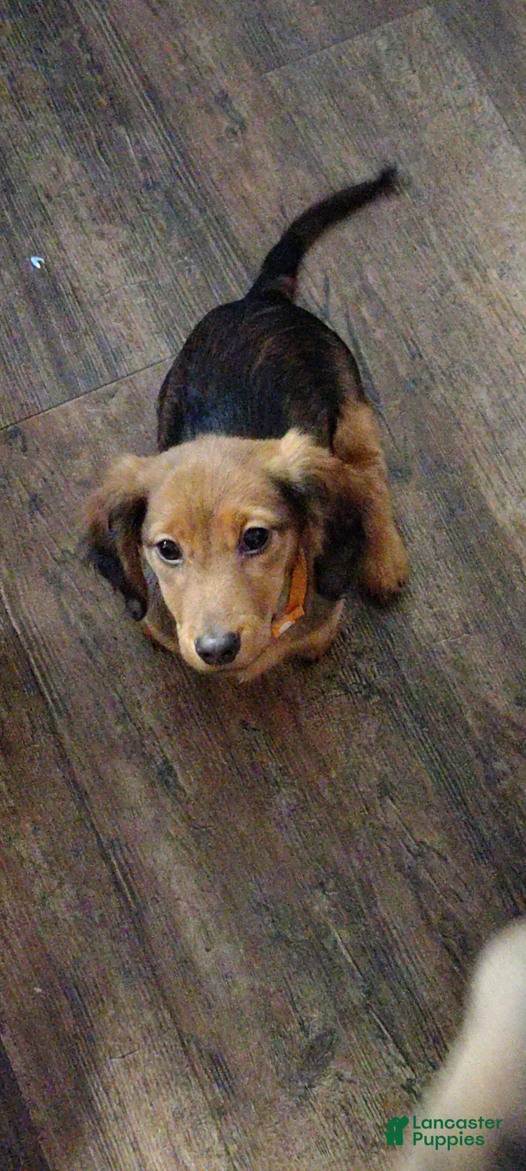 Miniature Dachshund dogs for sale: Miniature Dachshund Puppy 2 - Ad 1