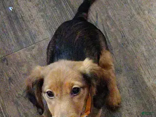 Miniature Dachshund dogs Miniature Dachshund Puppy 2 - Ad 19