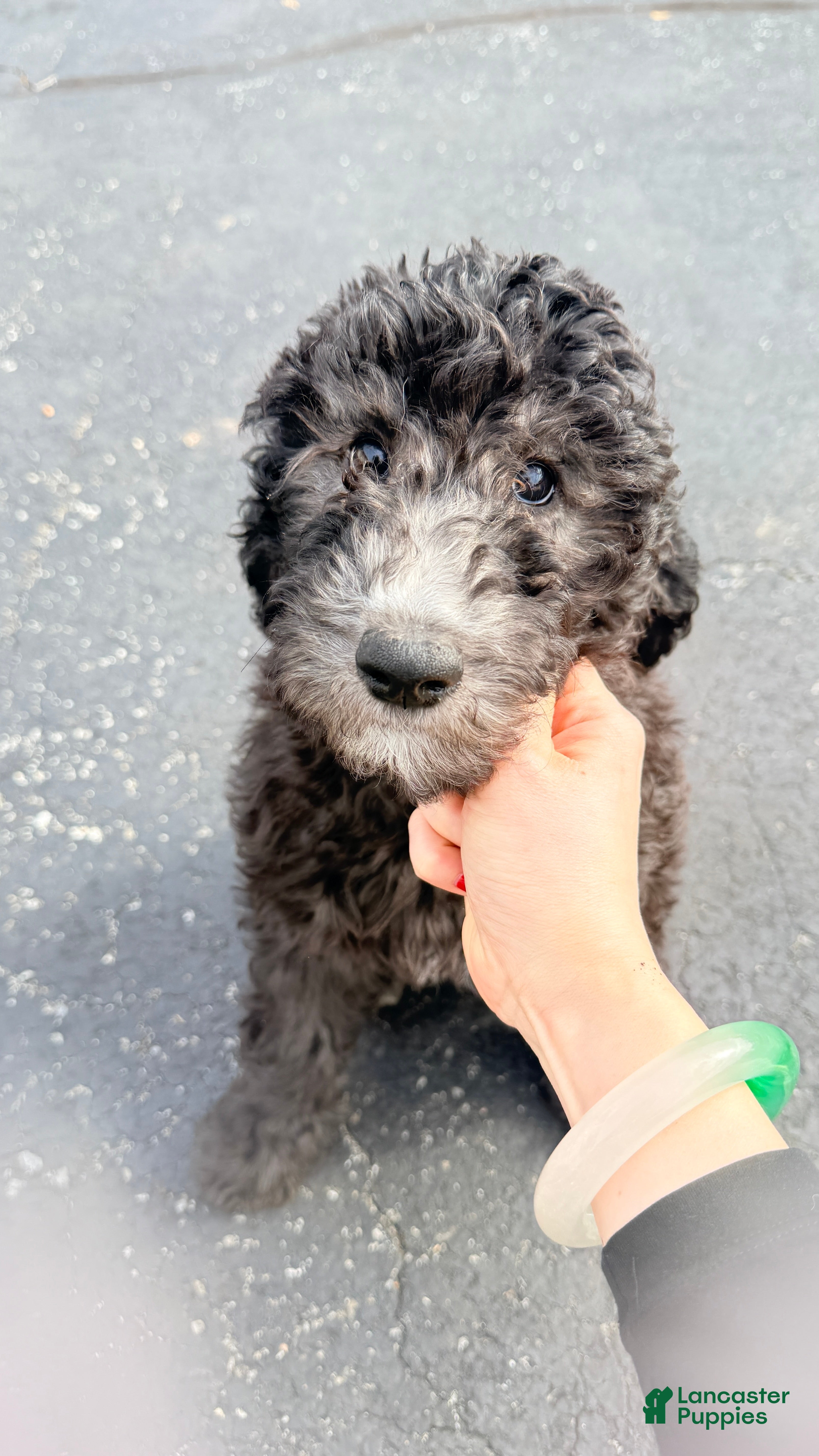 Standard Poodle dogs Standard Poodle Puppy 4 - Ad 2