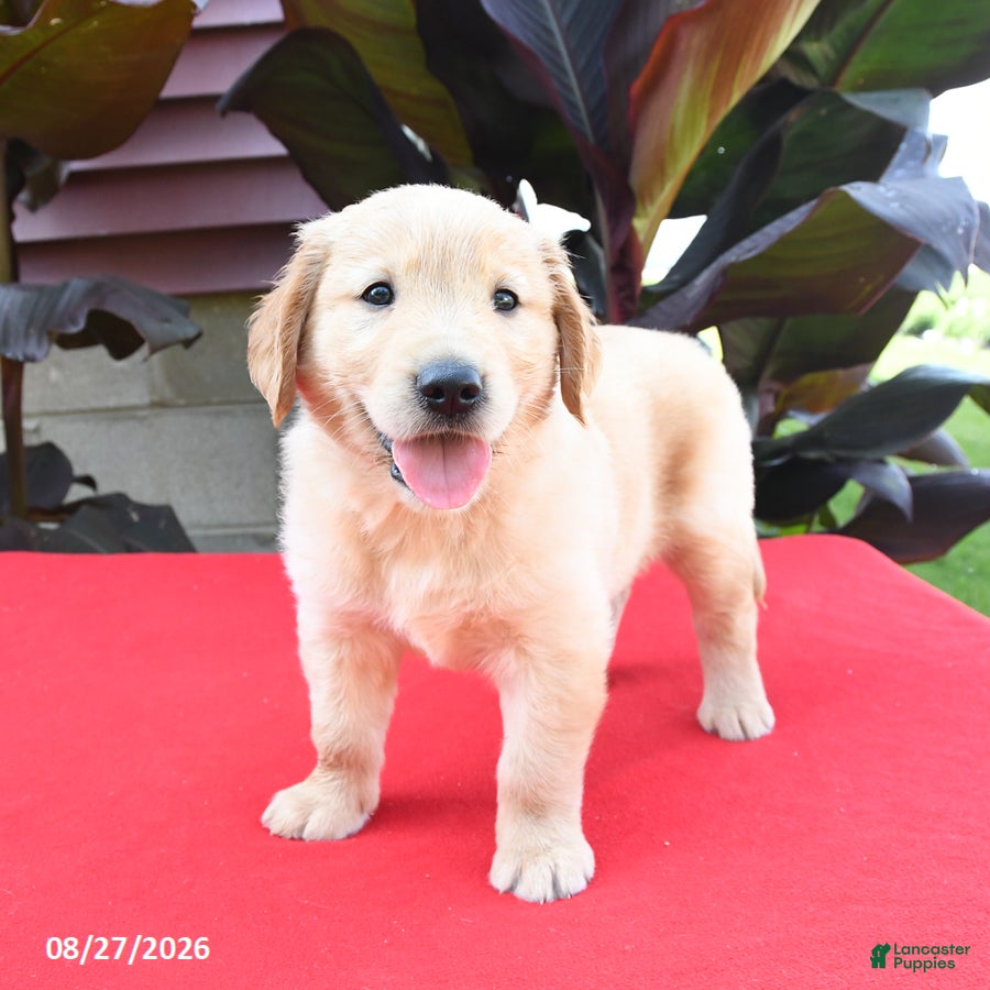 Golden Retriever dogs Darla - Ad 2