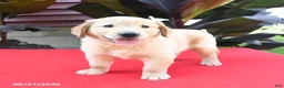 Golden Retriever dogs for sale: Darla - Ad 2