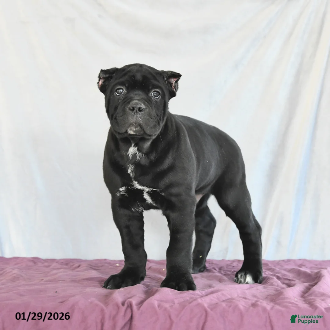 Cane Corso dogs for sale: Monty - Ad 2