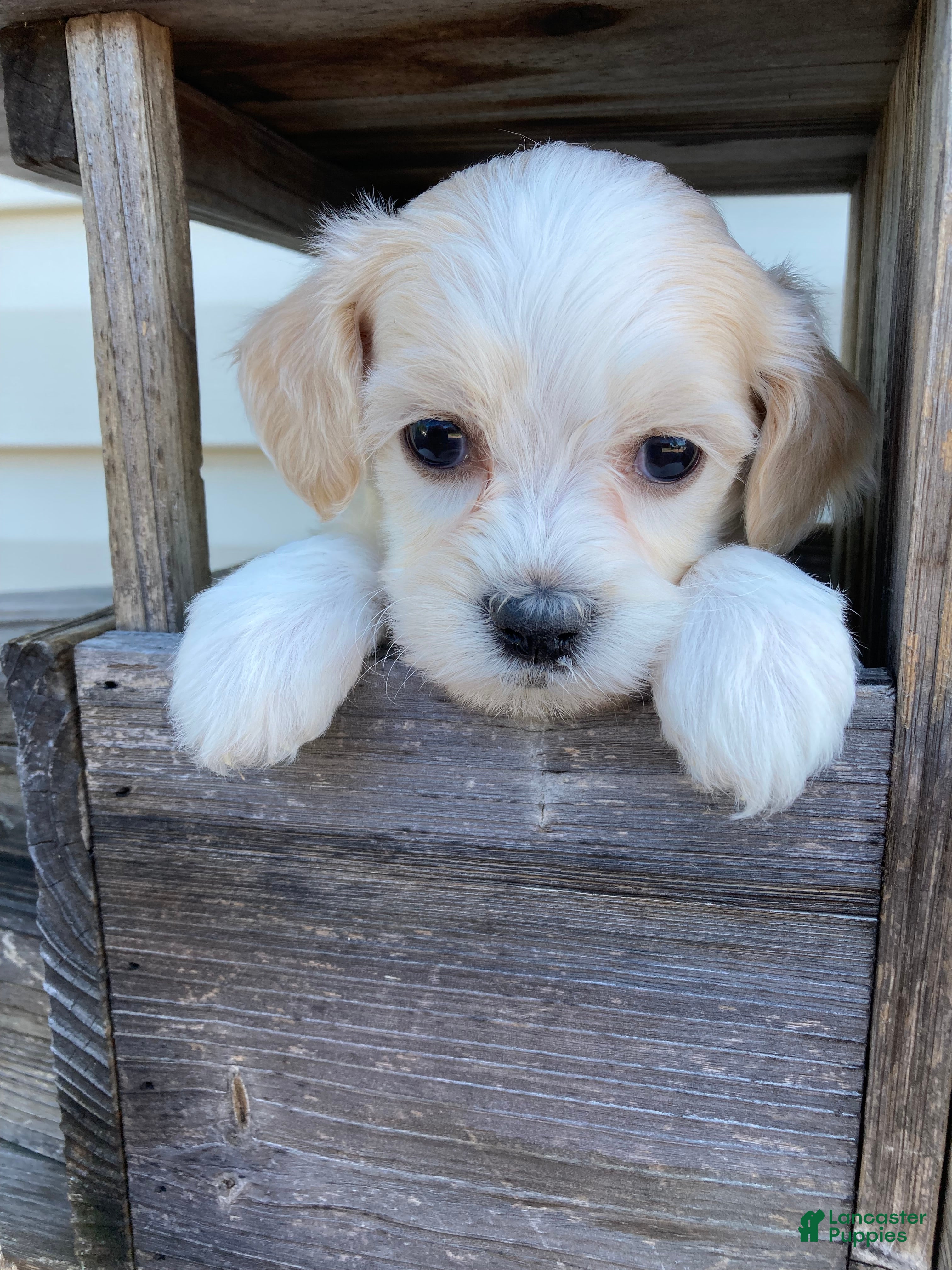 Mixed Breed dogs Willow - Ad 1