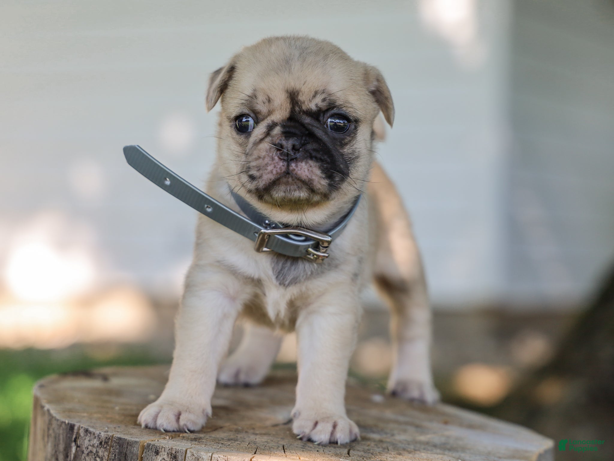 Pug dogs Arlin Purebred Pug - Ad 2