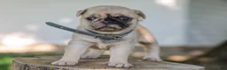 Pug dogs for sale: Arlin Purebred Pug - Ad 2