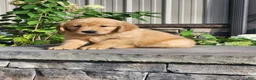 Golden Retriever dogs for sale: Charlotte - Ad 3