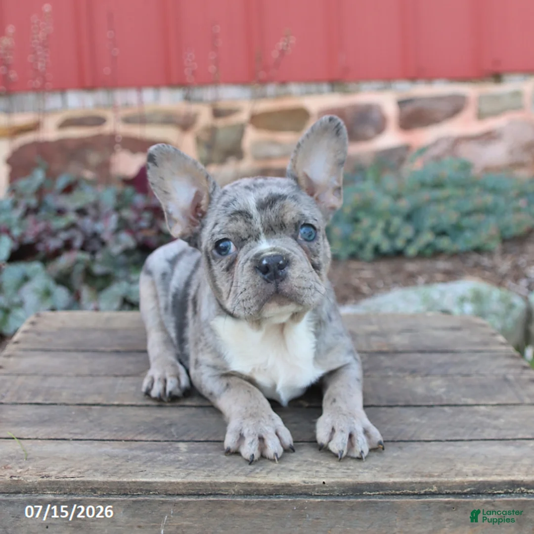 Frenchton dogs for sale: Joey - Ad 2