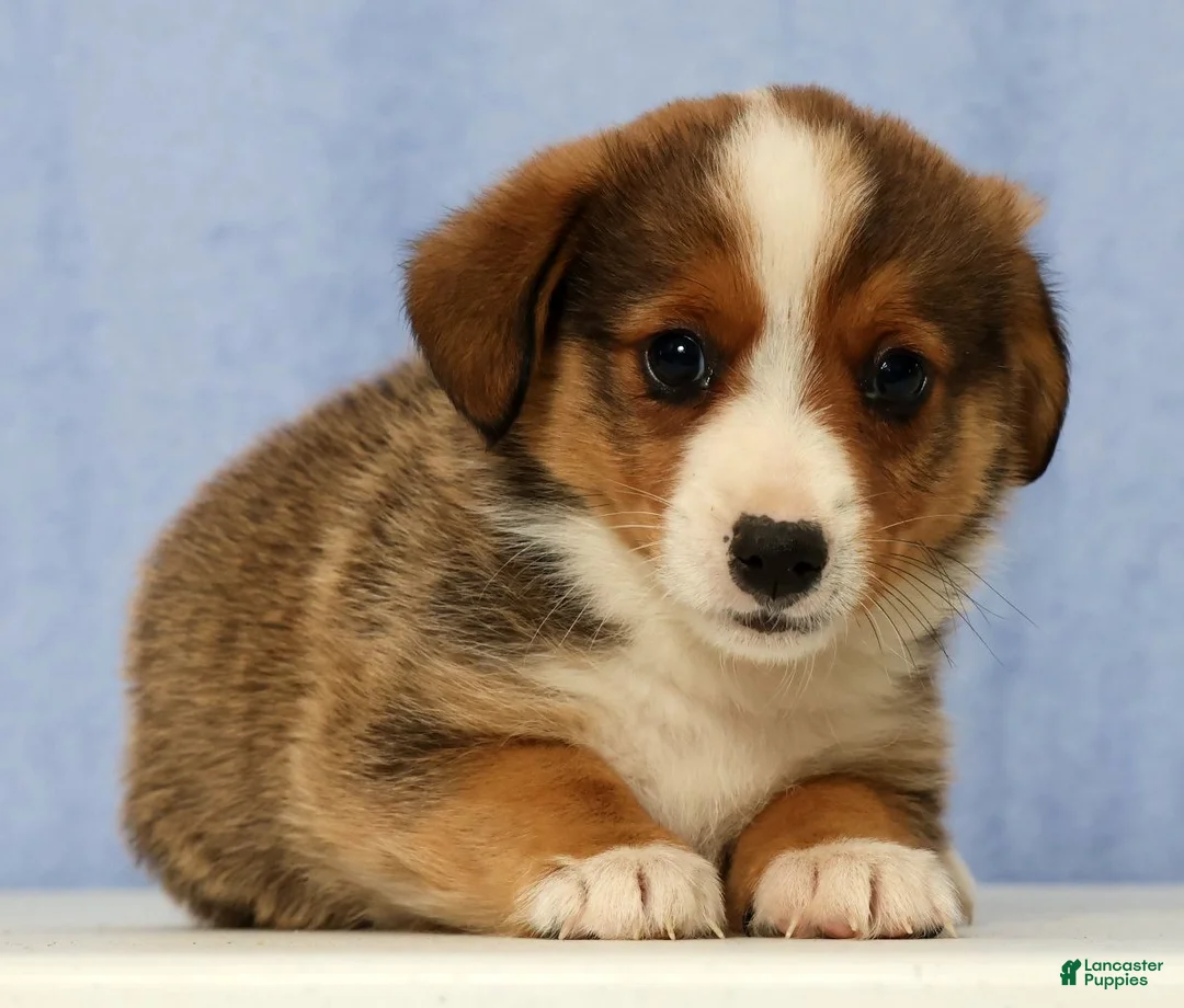 Mixed Breed dogs for sale: Dimple - Ad 2