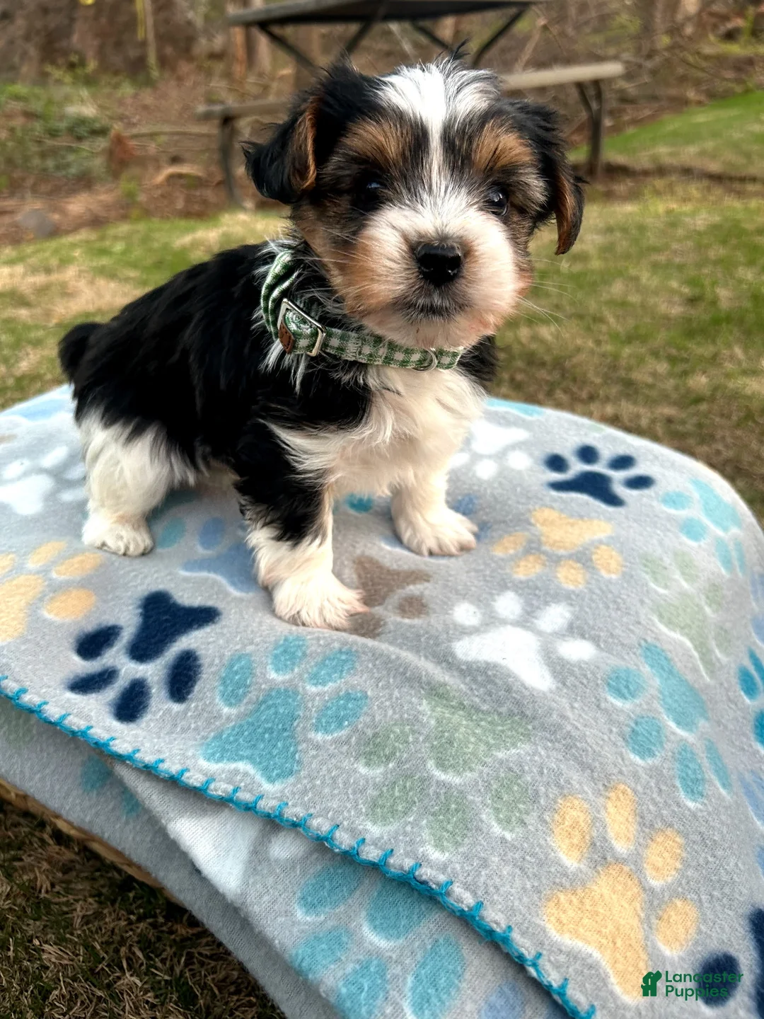 Yorkshire Terrier dogs for sale: Yorkshire Terrier Puppy 1 - Ad 1