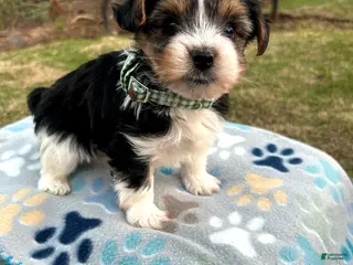 Yorkshire Terrier dogs for sale: Yorkshire Terrier Puppy 1 - Ad 2