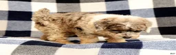 Miniature Poodle dogs for sale: Missy - Ad 7
