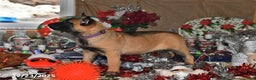 Belgian Malinois dogs for sale: Scarlet - Ad 10