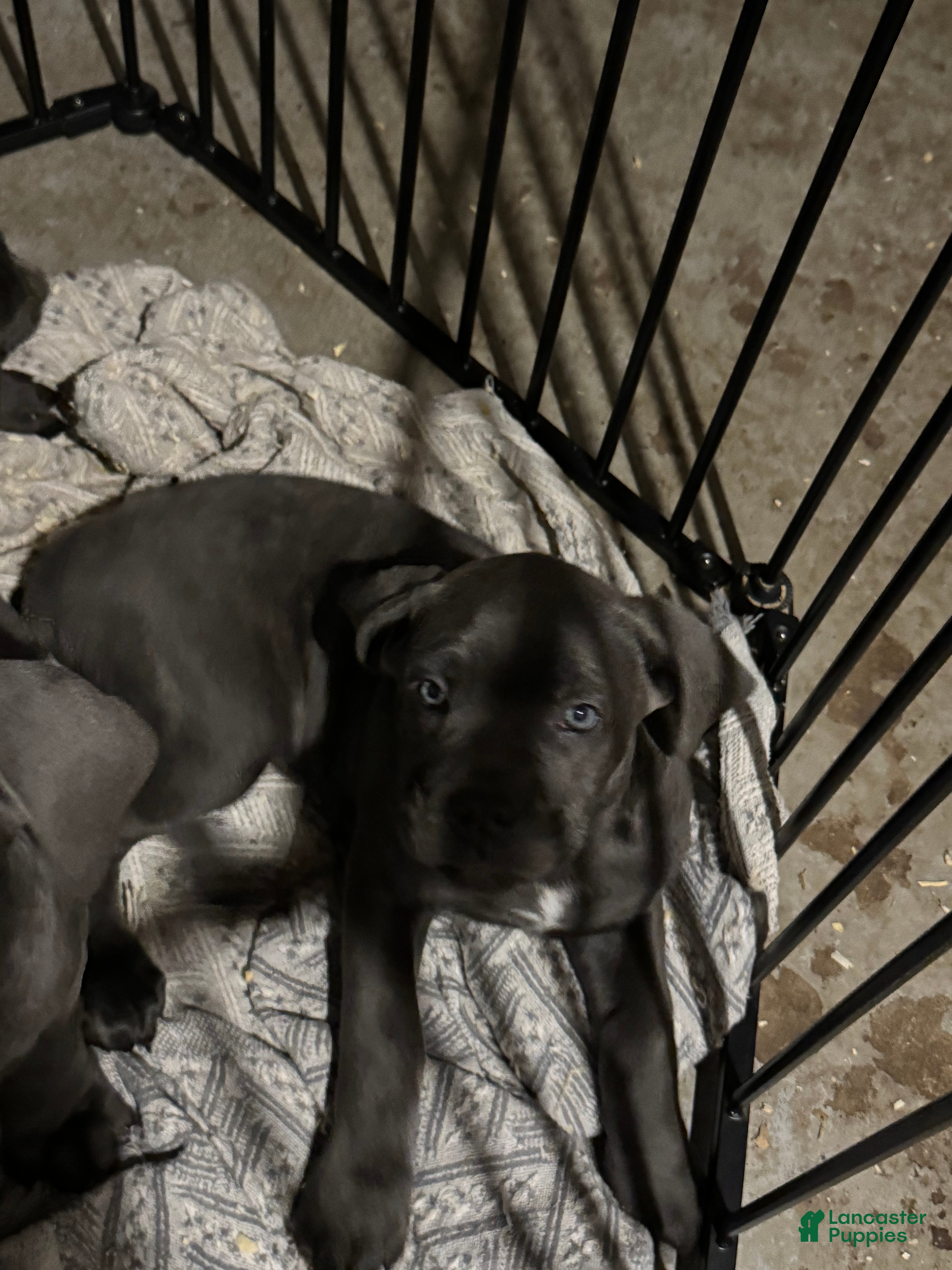 Cane Corso dogs Cane Corso Puppy 5 - Ad 35