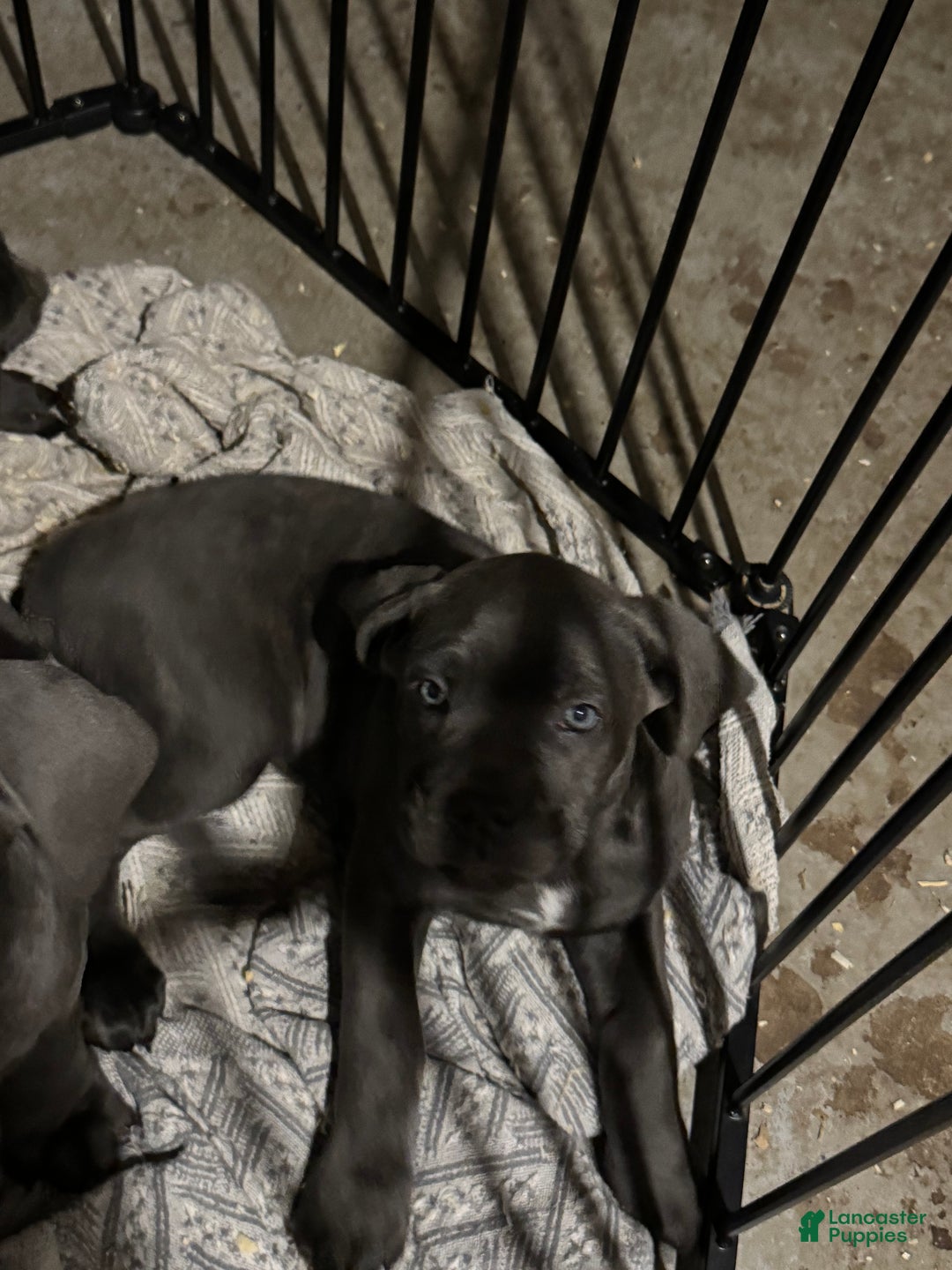 Cane Corso dogs for sale: Cane Corso Puppy 5 - Ad 1