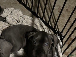 Cane Corso dogs Cane Corso Puppy 5 - Ad 42