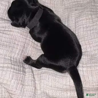 Miniature Schnauzer dogs for sale: Duke - Ad 3