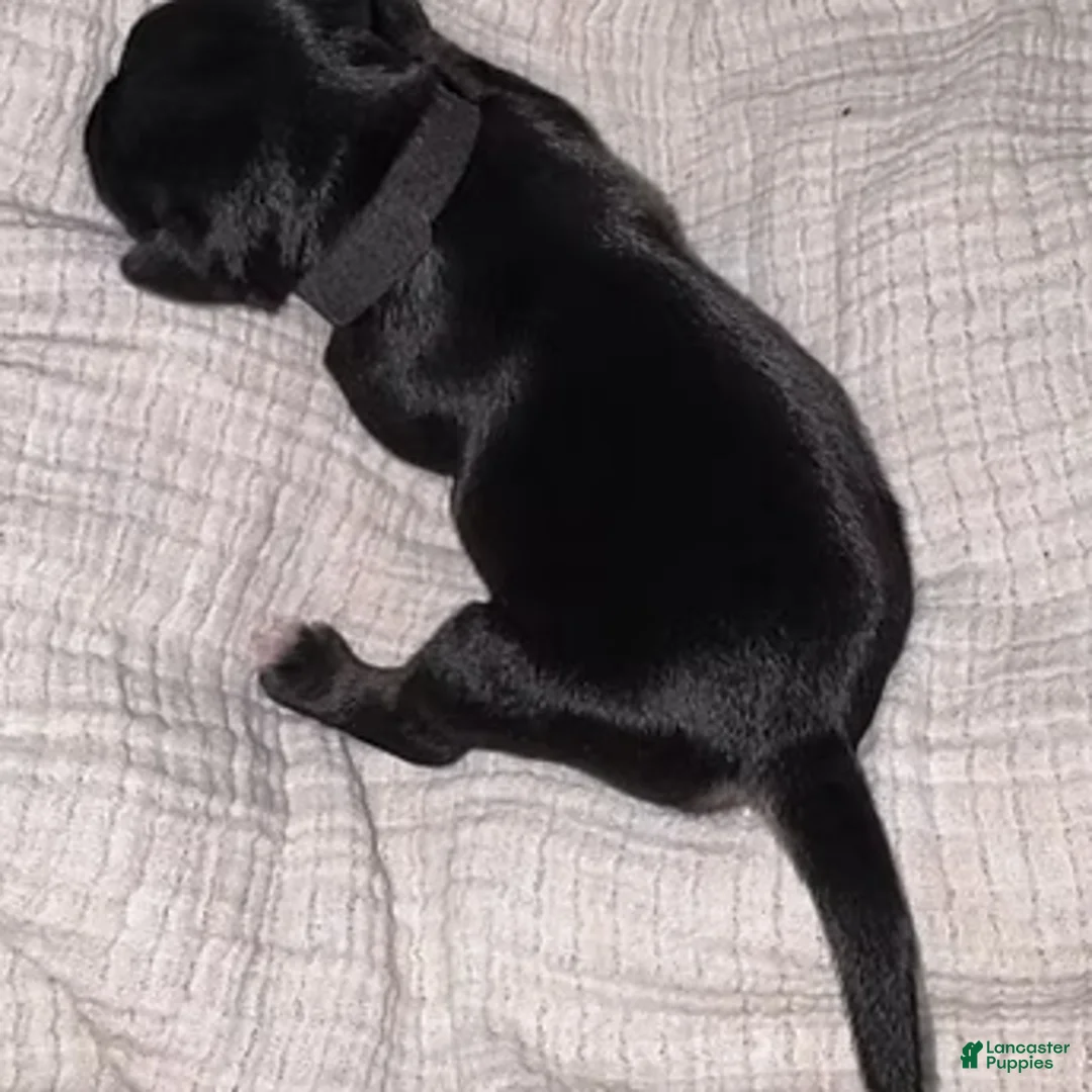 Miniature Schnauzer dogs for sale: Duke - Ad 1