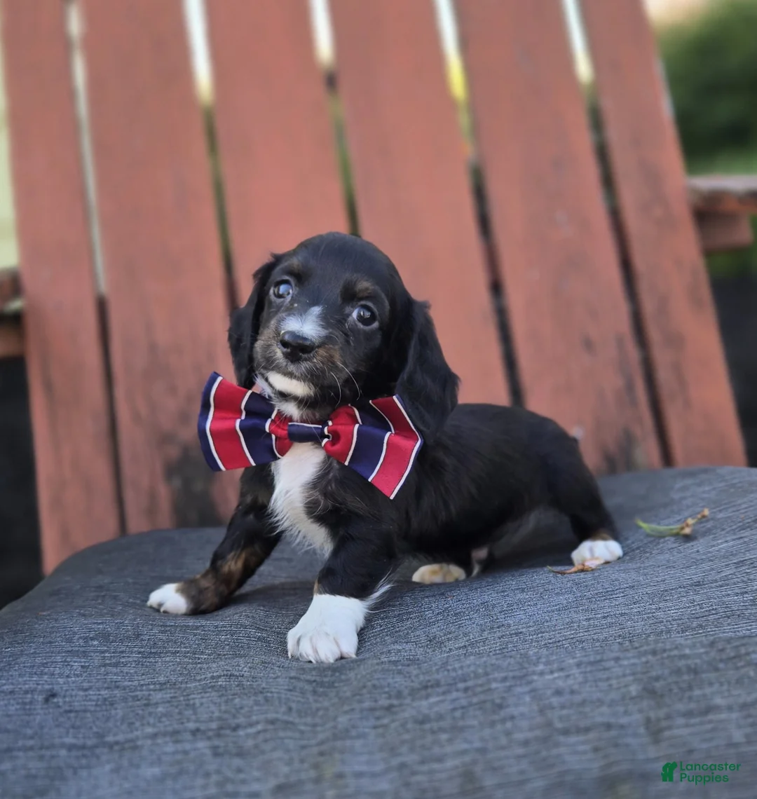 Miniature Dachshund dogs for sale: Mark - Ad 1