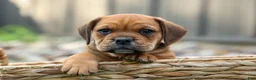 Beabull dogs for sale: Arthur - Ad 7