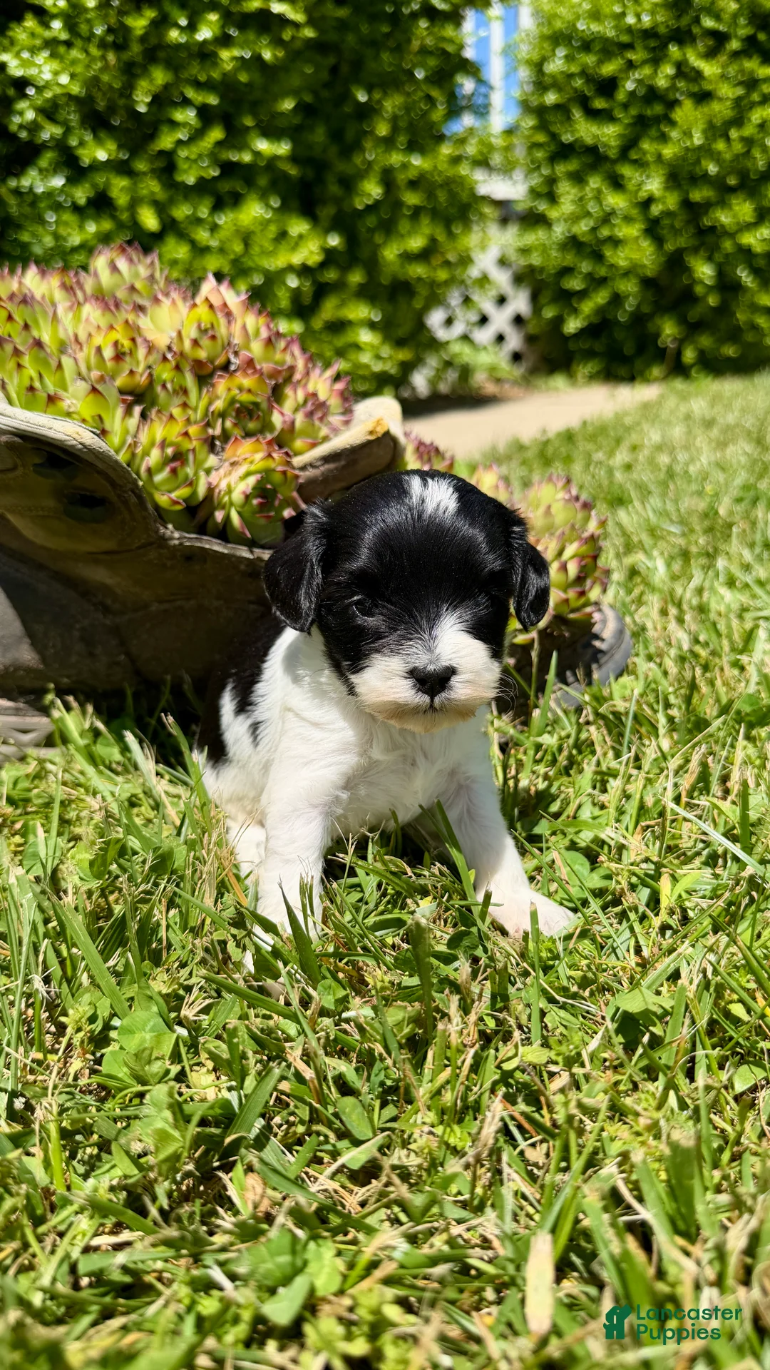 Cavapoo dogs for sale: Daisy - Ad 2