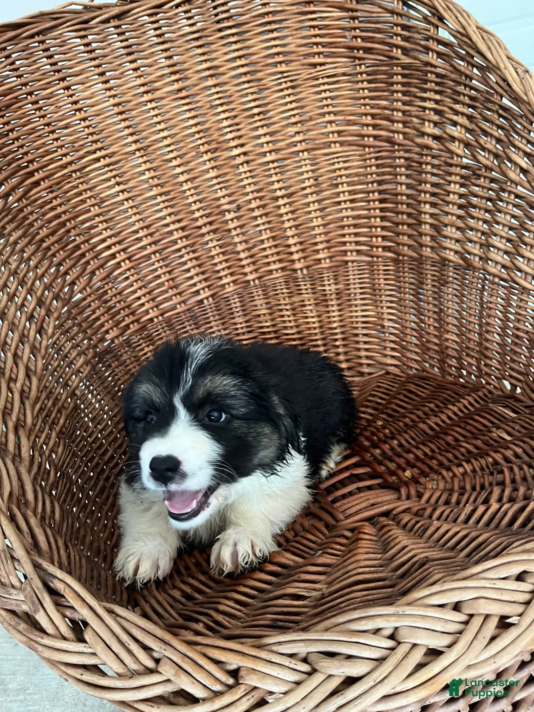 Golden Shepherd dogs for sale: Luna - Ad 1