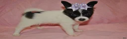 Papillon dogs for sale: Harley  - Ad 2