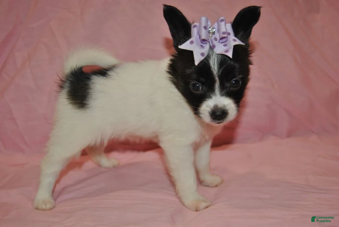 Papillon dogs for sale: Harley  - Ad 2