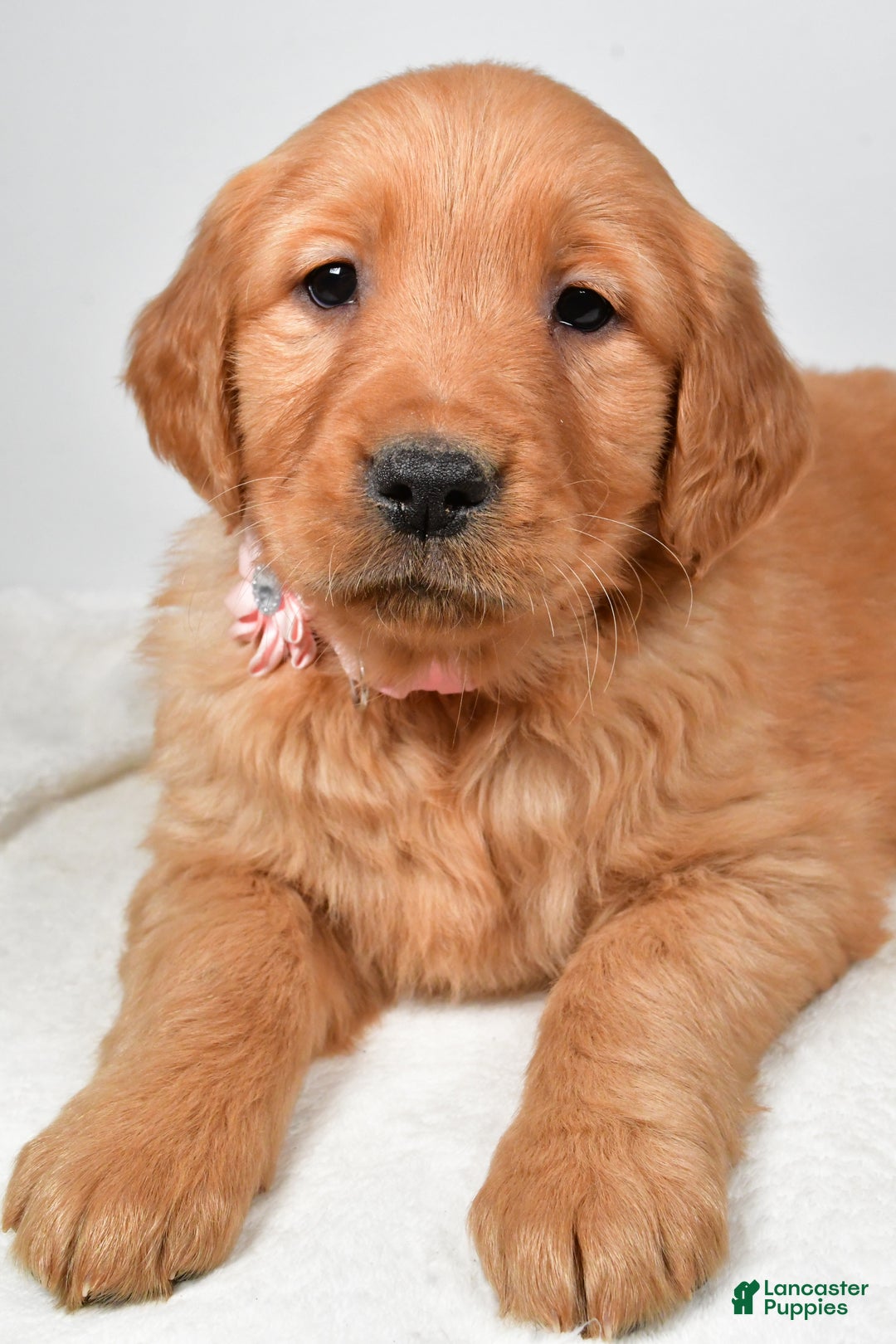 Golden Retriever dogs for sale: Kori - Ad 5