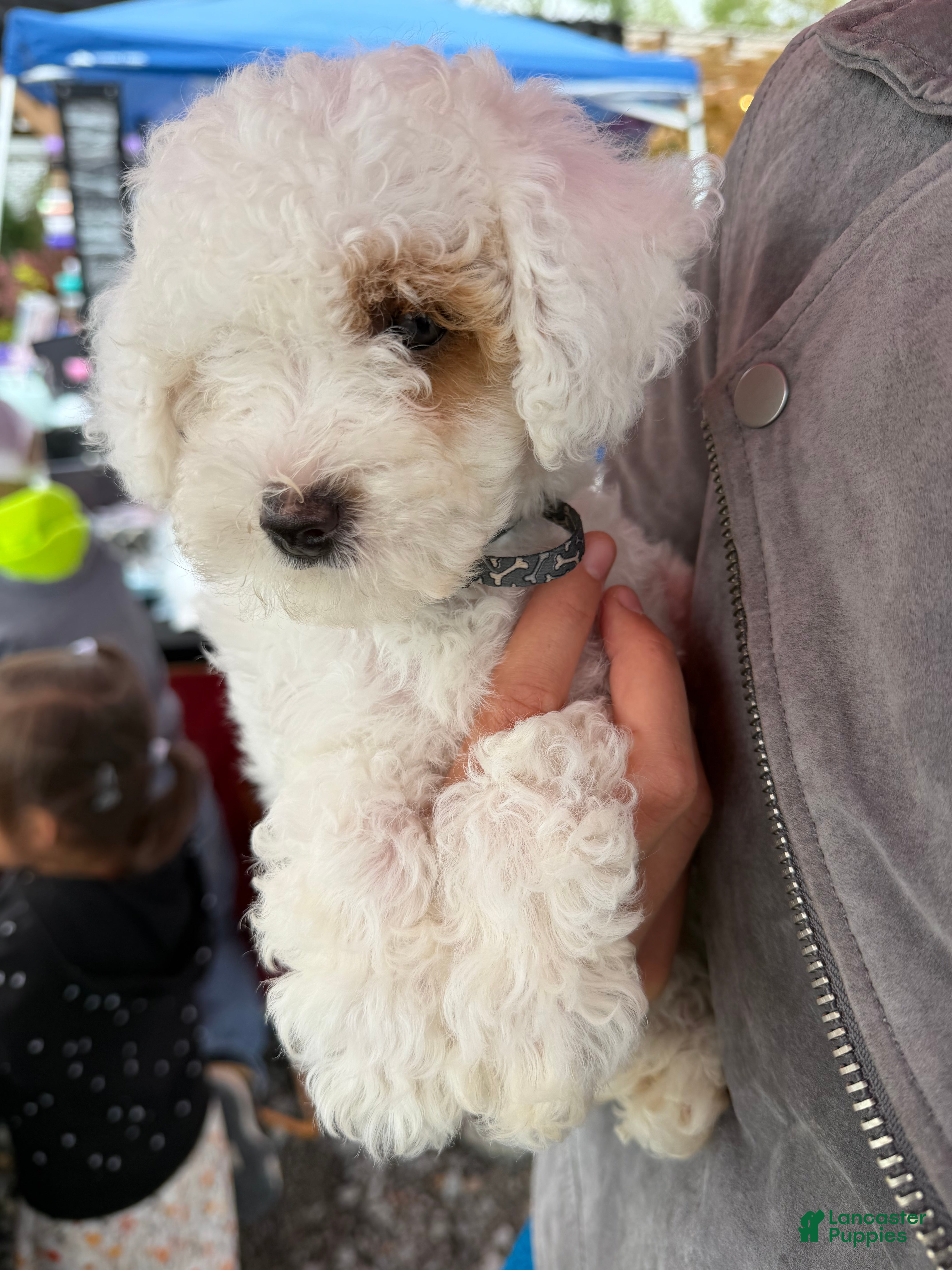 Miniature Poodle dogs Marshmallow - Ad 1