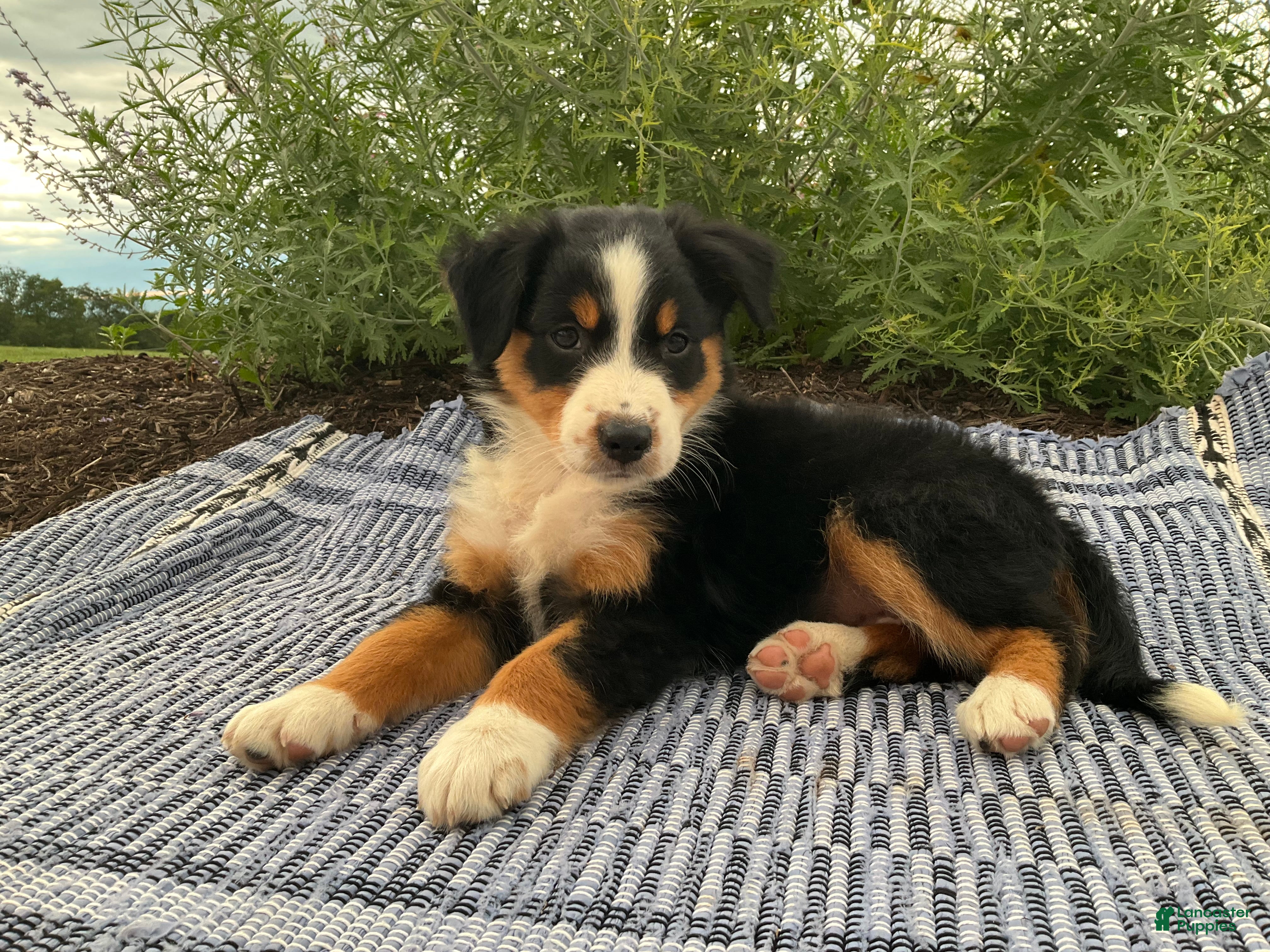 Australian Shepherd dogs Kambria - Ad 1