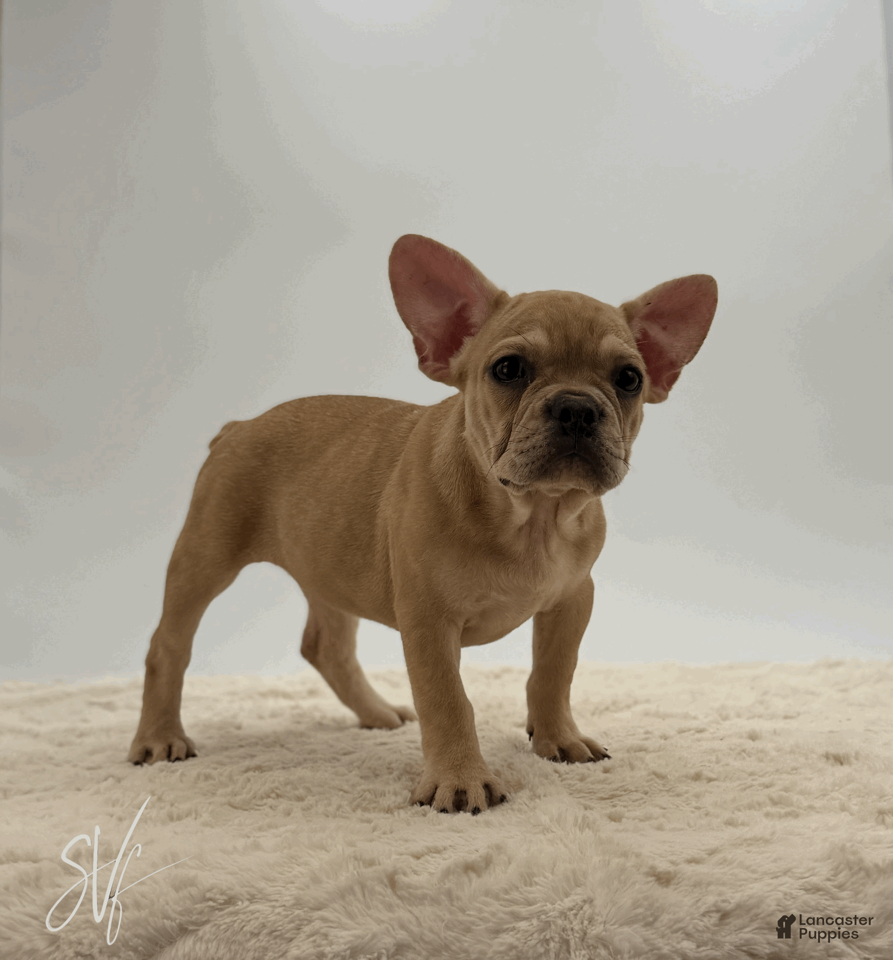 French Bulldog dogs Oakley - Ad 1