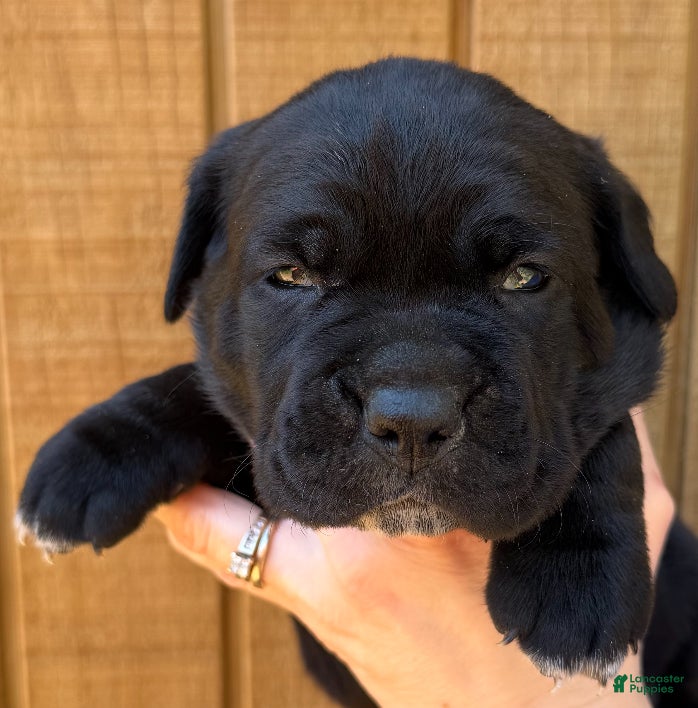 Cane Corso dogs Cane Corso Puppy 4 - Ad 2