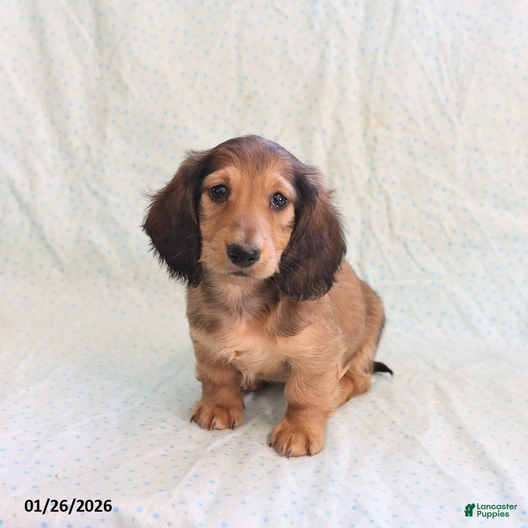 Miniature Dachshund dogs for sale: Joey - Ad 5