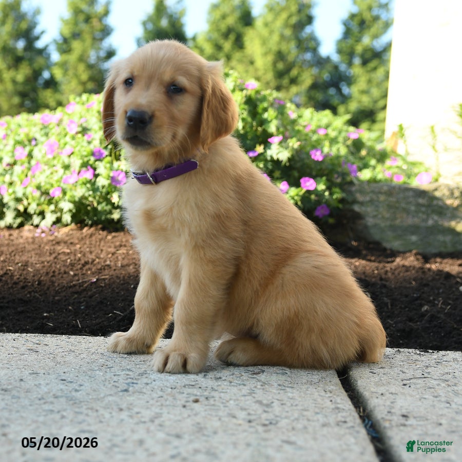 Golden Retriever dogs Haley - Ad 2