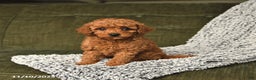 Toy Poodle dogs for sale: Chip - Ad 3
