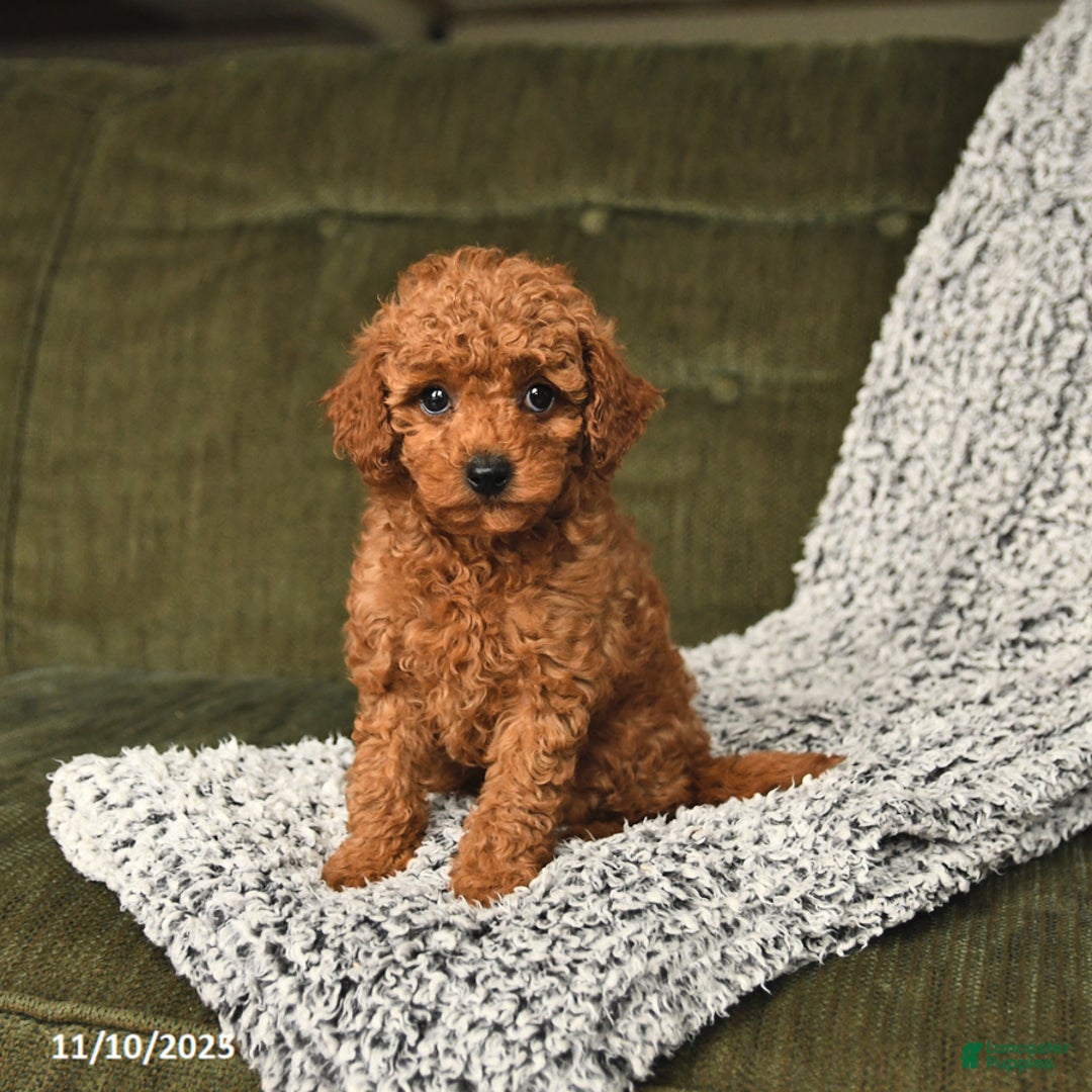 Toy Poodle dogs for sale: Chip - Ad 3