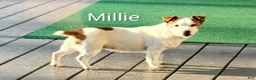 Jack Russell Terrier dogs for sale: Jack Russell Terrier 3 - Ad 4