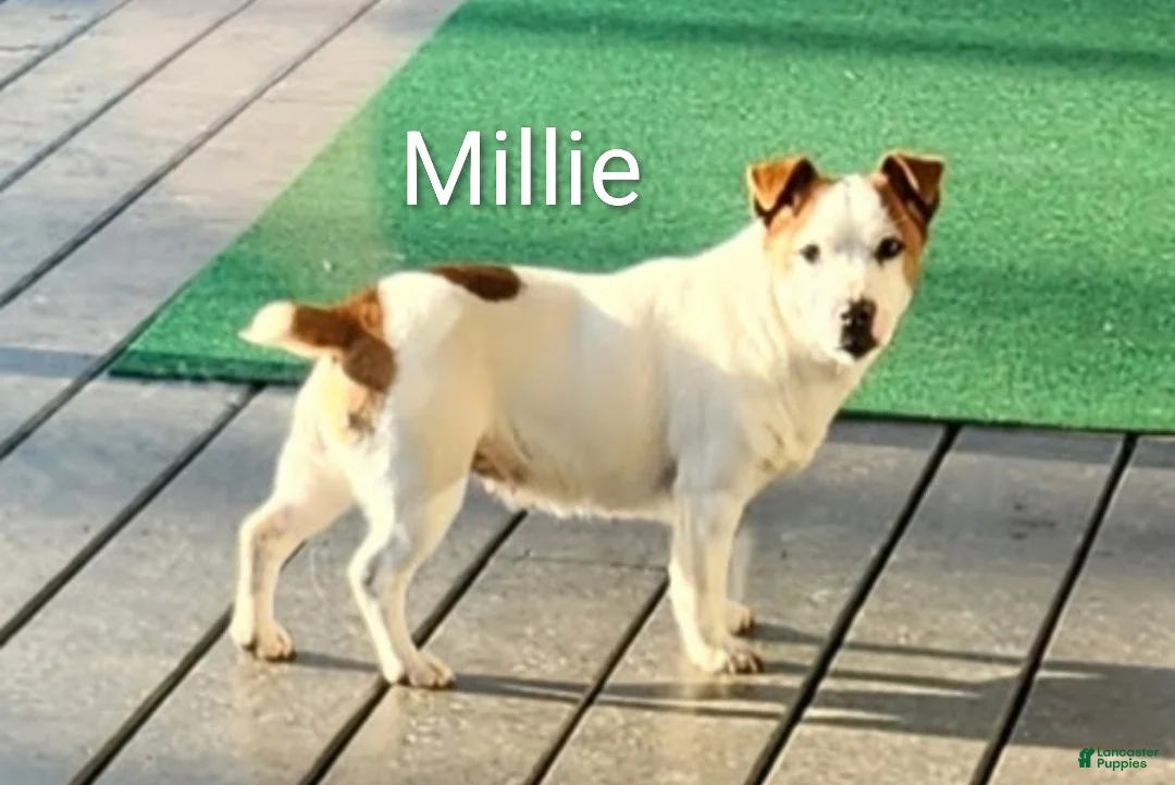 Jack Russell Terrier dogs for sale: Jack Russell Terrier 3 - Ad 4