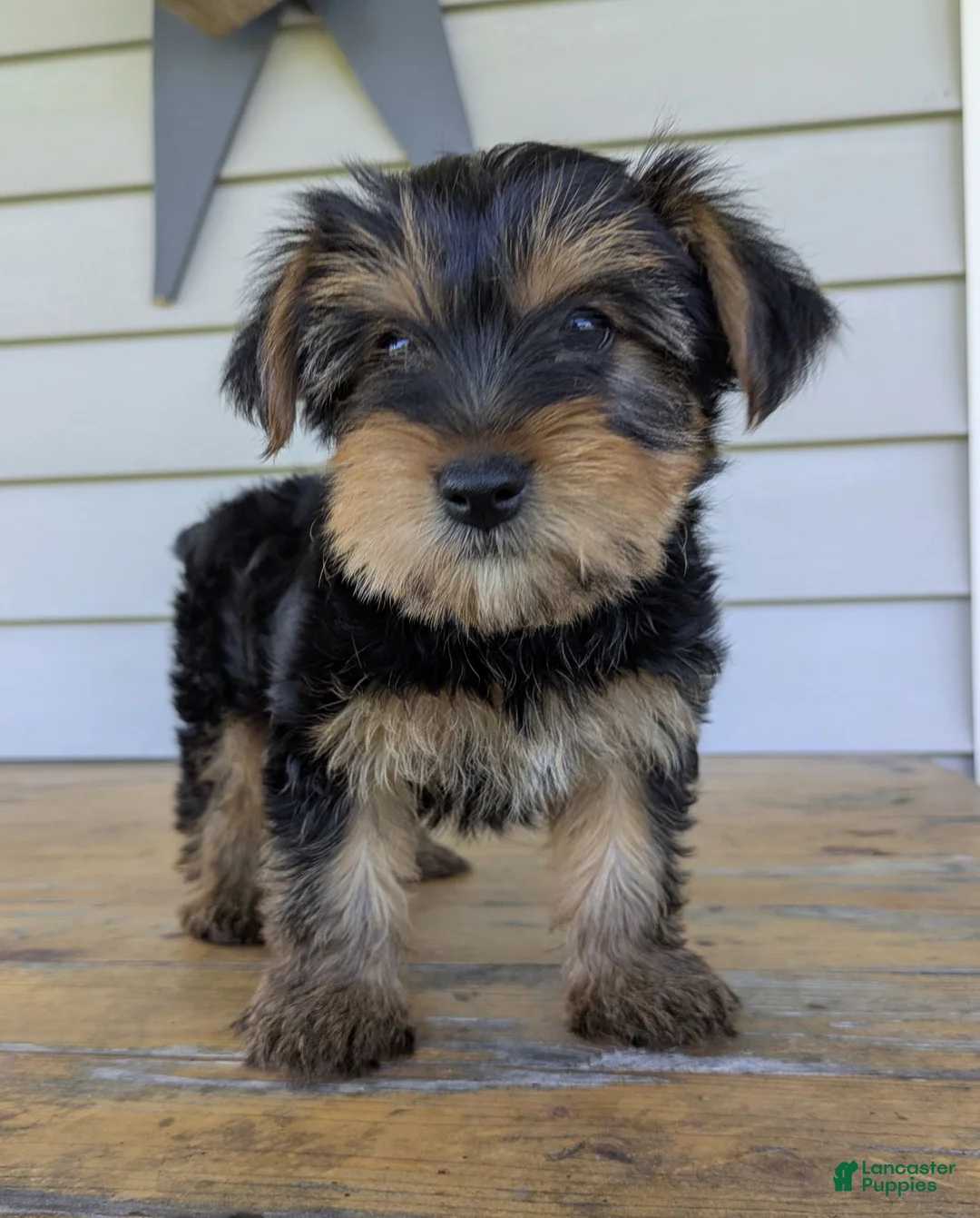 Yorkshire Terrier dogs for sale: Ben - Ad 6