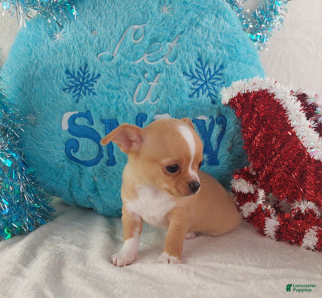 Chihuahua dogs for sale: Linus - Ad 12